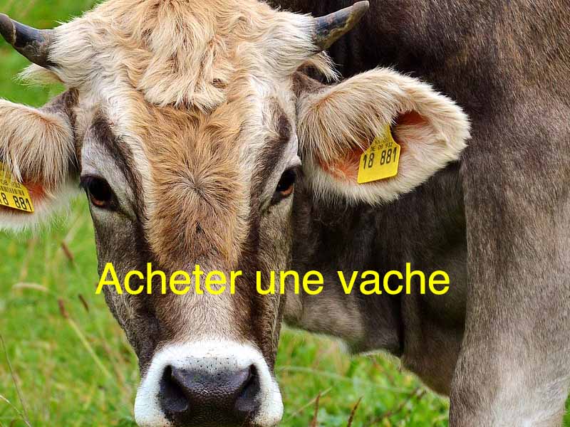 acheter une vache