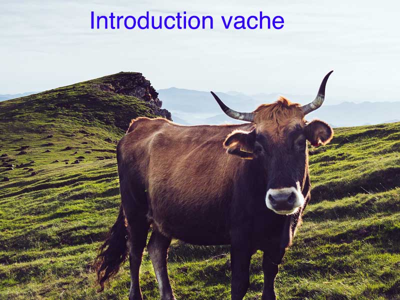 comment acheter une vache
