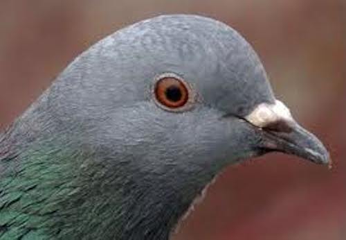 pigeon le CAC40