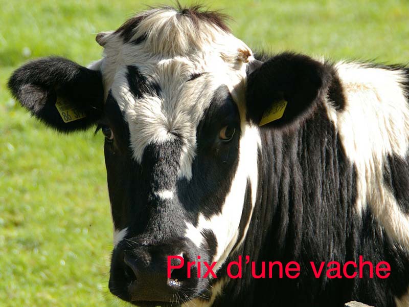 prix d'une vache