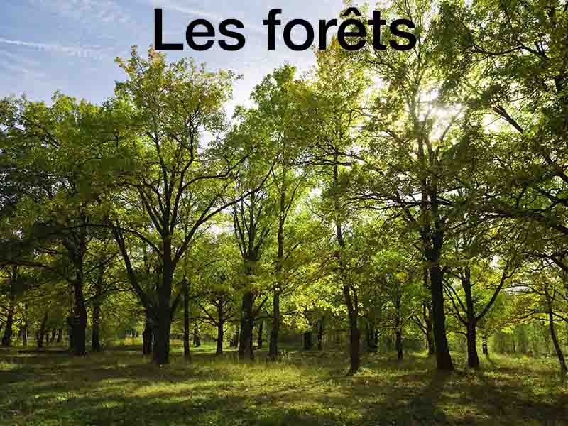 investir forêt